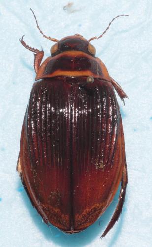 Réf. 270 319 : Dytiscus marginalis